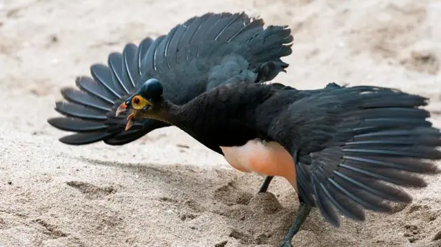 Balada Manuk Mamua : Rekonstruksi Sunyi